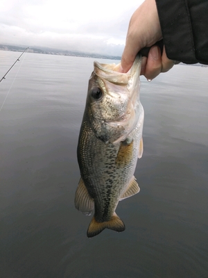 菰野野池 琵琶湖と三重県で バス釣り